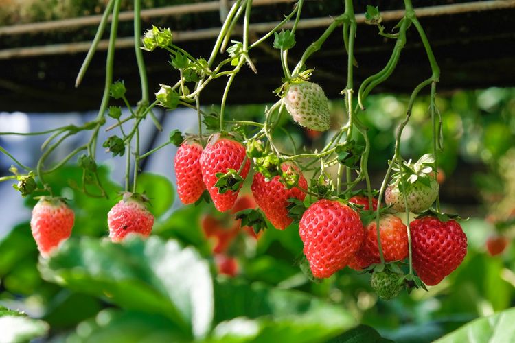 Selain Segar, Kenali 4 Manfaat Buah Strawberry untuk Tubuh