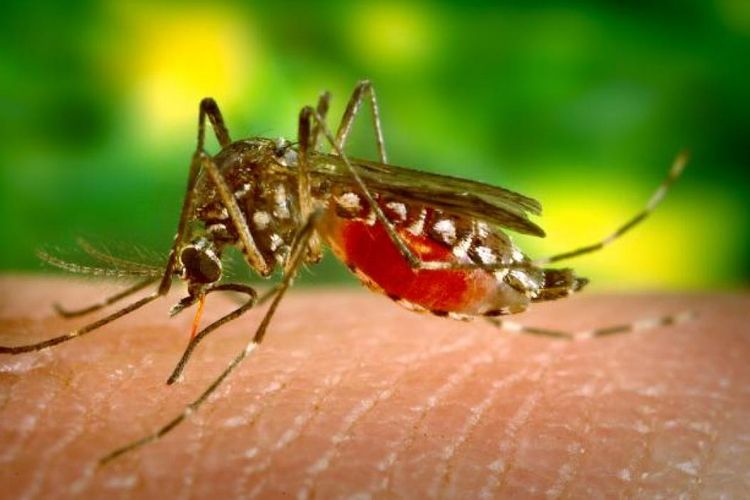 Mari Mengenal Malaria: Penyakit Mematikan di Dunia