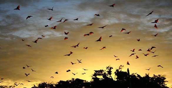 Wisata Pukau Kalong Sensasi Senja Bersama Ribuan Kelelawar