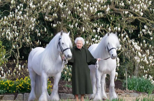 
 Ratu Elizabeth II Bersama dengan Dua Kuda Poni Berwarna Putih. (detik/Bogordaily.net)