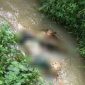 Mayat berjenis kelamin laki-laki ditemukan mengambang di Kali Cimenyan, Desa Sukadamai, Kecamatan Sukamakmur, Kabupaten Bogor, Senin, 16 Mei 2022. (Istimewa/Bogordaily.net) 