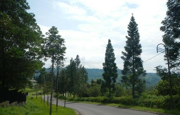 Ingin Liburan ke Puncak Tanpa Macet? Berikut 2 Jalur Alternatif yang Bisa Jadi Pilihan