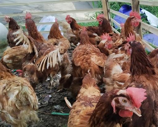 Jelang Hari Raya Idul Fitri, Ayam Merah di Pasar Ciampea Laris Manis