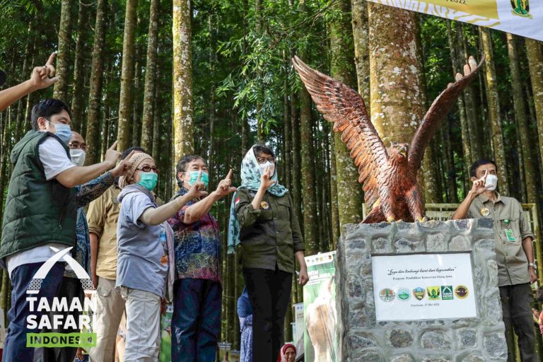 Taman Safari Indonesia Edukasi Penyelamatan Elang Jawa di Habitat Aslinya