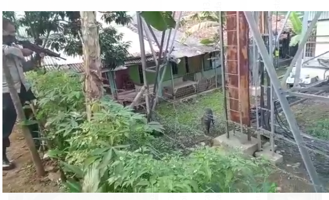 Dor..!! Video Detik-detik Babi Ngamuk di Cigudeg Bogor Ditembak Petugas