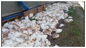 Warga Digegerkan dengan Kematian Puluhan Ayam Secara Mendadak