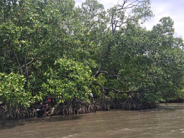 Viral, Siswa dan Guru Terdampar di Hutan Mangrove 