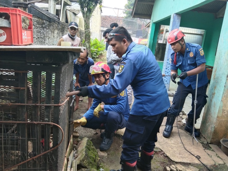Heboh, Monyet Ngamuk Serang Warga di Tajurhalang Bogor