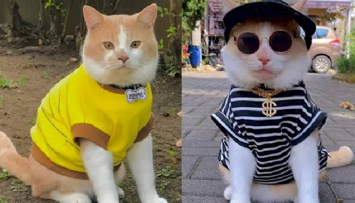 Viral, Kucing Pororo Hilang Ternyata Begini Kronologis