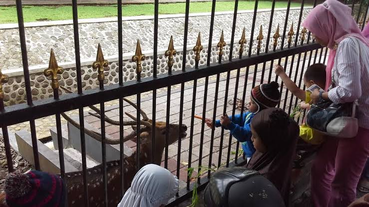 Ingat! Rusa di Istana Bogor Tidak Boleh Diberi Makanan oleh Pengunjung