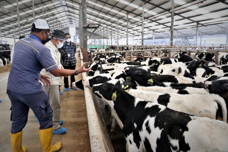 Tanggulangi Dampak PMK, KemenKopUKM Pertemukan Koperasi Peternak Susu dan Industri Pengolah Susu