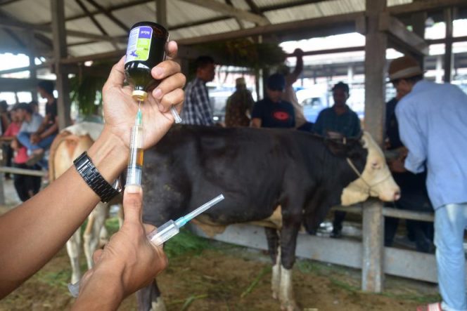 Diskanak Kabupaten Bogor Ajukan 5000 Dosis Vaksin PMK