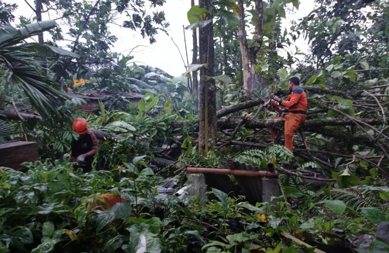 Pohon Bertumbangan, BPBD Kota Bogor Gercep