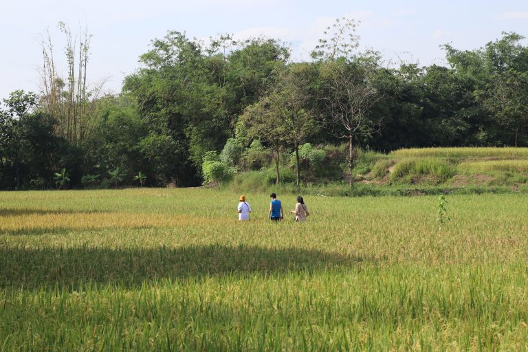 Jatiwangi art Factory Luncurkan Perhutana, Hutan Kolektif Pertama di Dunia