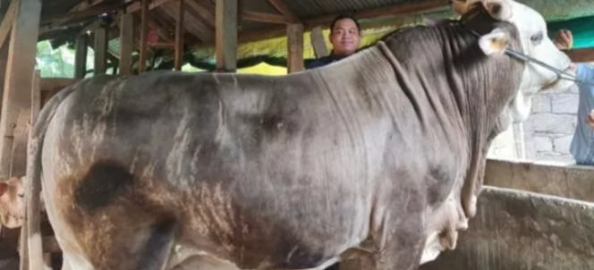
 Presiden Jokowi membeli sapi kurban dari peternak bernama Ade Ariyanto di Desa Arombu, Kecamatan Unaaha, Kabupaten Konawe, Sulawesi Tenggara [Telisik.id]
