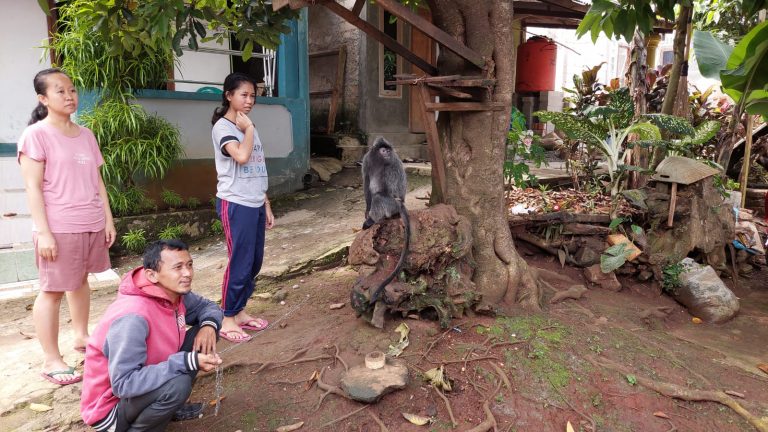 Balai Konservasi SDA Jabar, Evakuasi Lutung Jawa di Kampung Jampang
