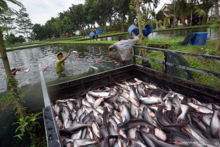 Tips dan Cara Budidaya Ikan Patin Untung Besar