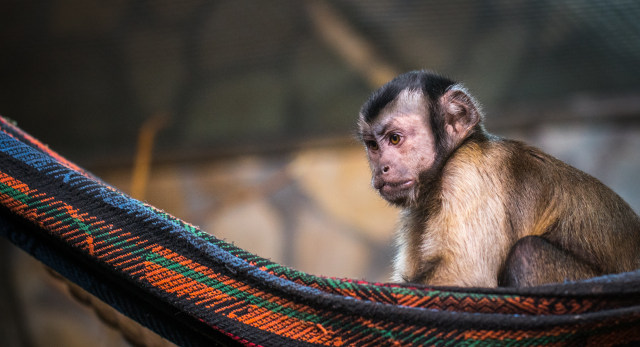 Detik-detik Wanita Diterkam Monyet Saat Hendak Berswafoto