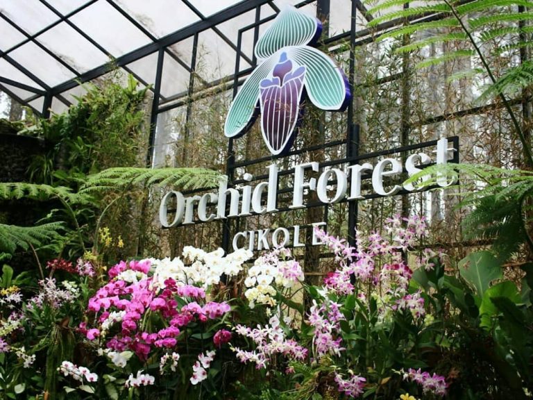 Harga Tiket dan Lokasi Orchid Forest Cikole, Taman Anggrek Terbesar di Indonesia
