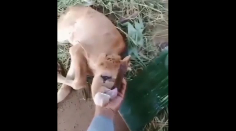 Geger, Kemunculan Sapi Bermata Satu Tanpa Hidung Dikaitkan dengan Tanda Akhir Zaman