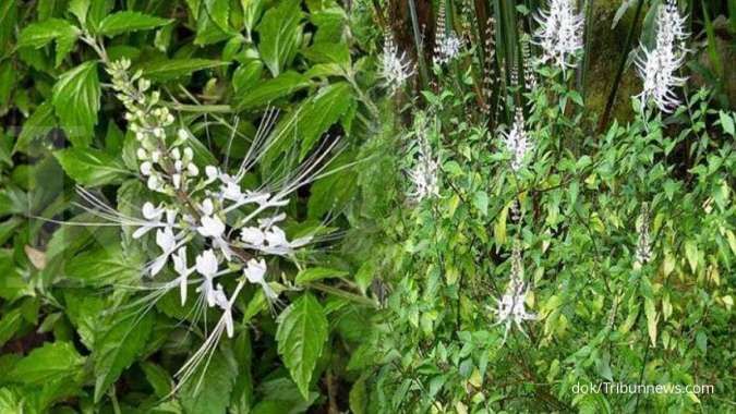 Selain Atasi Kandung Kemih, Ini 5 Manfaat Daun Kumis Kucing