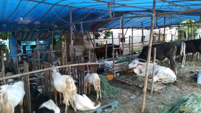 
 Sepekan jelang Idul Adha, pedagang hewan kurban di Desa Nanggewer, Kabupaten Bogor mulai ramai pembeli. (Albin/Bogordaily.net)