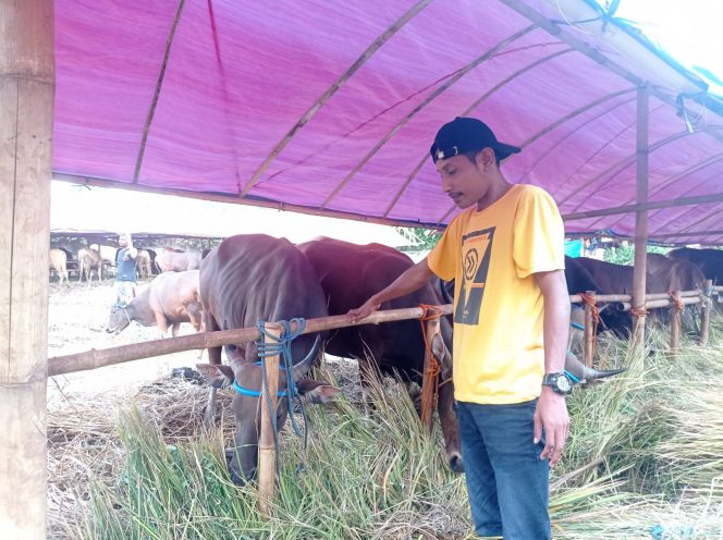 
 Salah satu pegawai Mbojo Qurban saat memberikan pakan sapi di lapaknya yang berlokasi di Jalan Pandu Raya, Kecamatan Bogor Utara, Kota Bogor. (Heri/Bogordaily.net)