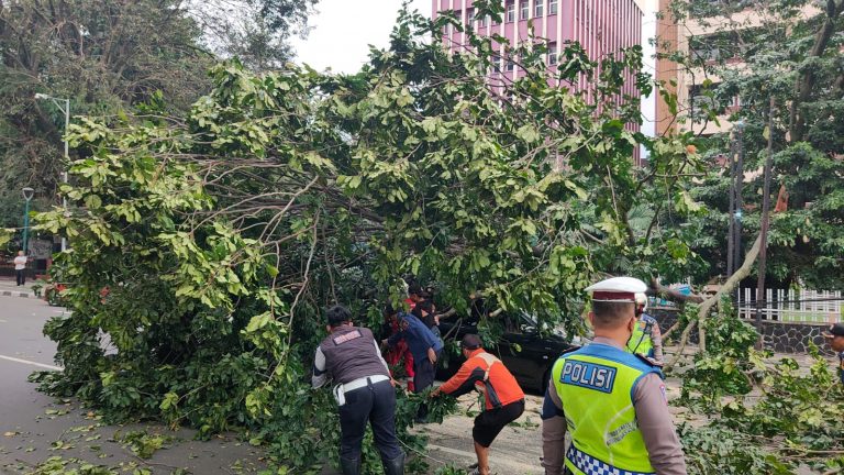 Viral, Video Pohon Tumbang di Kota Bogor, Menimpa Dua Kendaraan Korban, Selamat