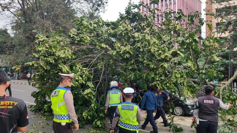 Kronologis Pohon Tumbang Menimpa 3 Unit Kendaraan di Kota Bogor