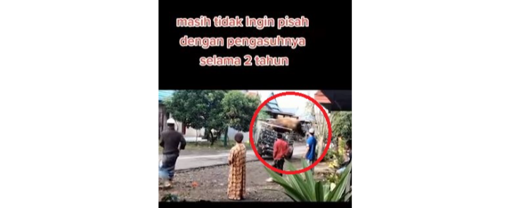 Viral, Sapi Kurban Melompat Saat Diangkut Mobil Boks