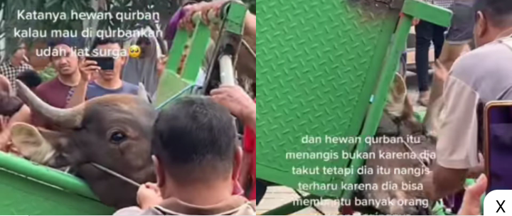 Netizen Terharu, Video Sapi Kurban Menangis Sebelum Disembelih Viral