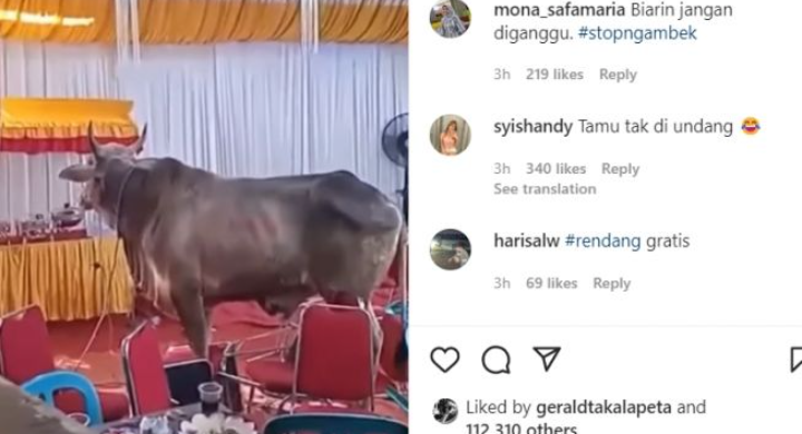 Viral, Sapi Kurban Ngamuk di Resepsi Pernikahan. Netizen: Doa Mantan Terkabul