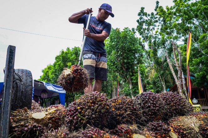 
 Menteri Koperasi dan UKM (MenKopUKM) Teten Masduki Mendukung berdirinya pabrik Pengolahan Kelapa Sawit Menjadi CPO (Crude Palm Oil). (istimewa/Bogordaily.net)
