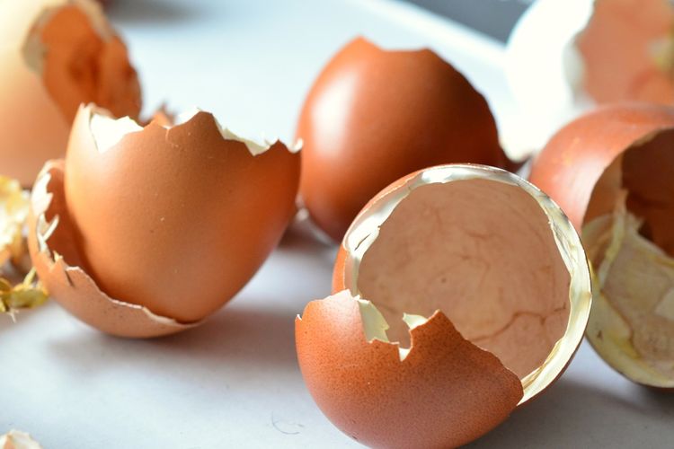 Jangan Langsung Dibuang, Ini 5 Manfaat Cangkang Telur