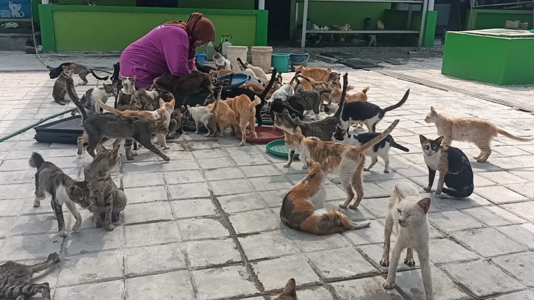 Kisah Rumah Kucing di Kemang Bogor yang Rawat hingga Ratusan Ekor