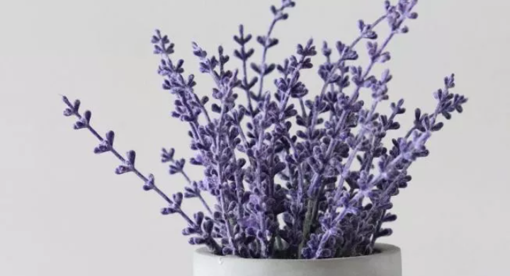 Ciumlah Wangi Lavender saat Anda Stress dan Depresi
