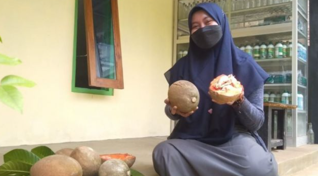 Langsung Kenyang, Buah Sawo Sebesar Kepala, Satu Buah Beratnya 2 Kilogram