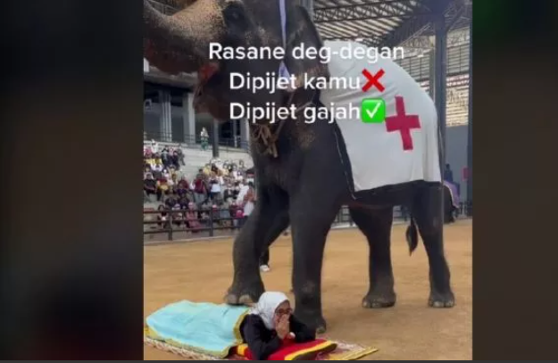 
 video seorang wanita dipijat seekor gajah. [TikTok @nitapolorebel]