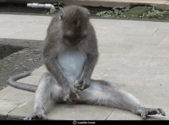 
 Monyet di Ubud Gunakan batu Sebagai Mainan Seks. (kompas/Bogordaily.net)
