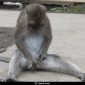 Monyet batu masturbasi
