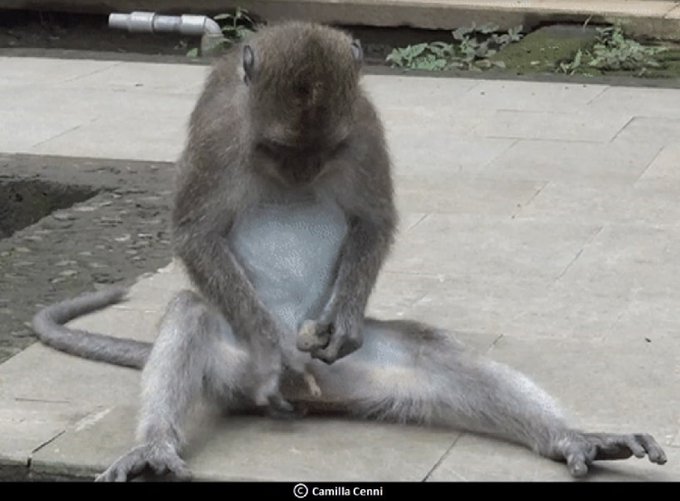 Kelakuan Monyet di Ubud, Doyan Masturbasi Pakai Batu