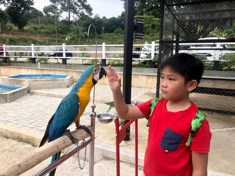Jadi Tempat Edukasi Anak, Umah Madu Resto and Cafe Sediakan Burung Macaw Untuk Pengunjung