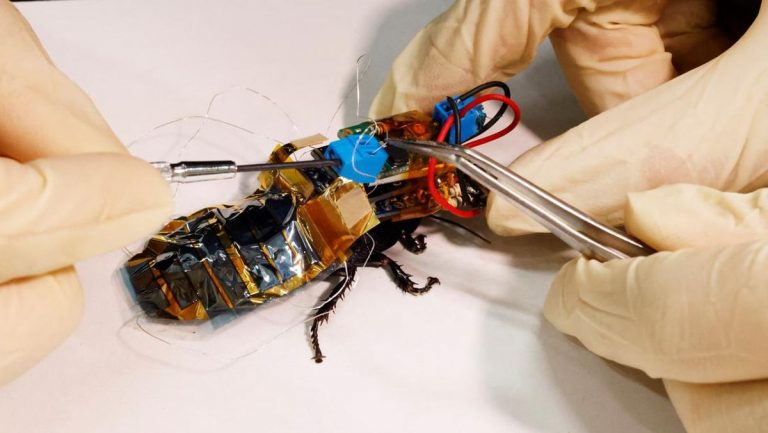 Ilmuan Jepang Kembangkan Robot Kecoa, untuk Apa Ya?