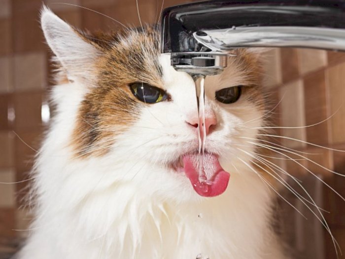 Awas Dehidrasi! Ini 3 Cara Mengatasi Kucing yang Tidak Mau Minum
