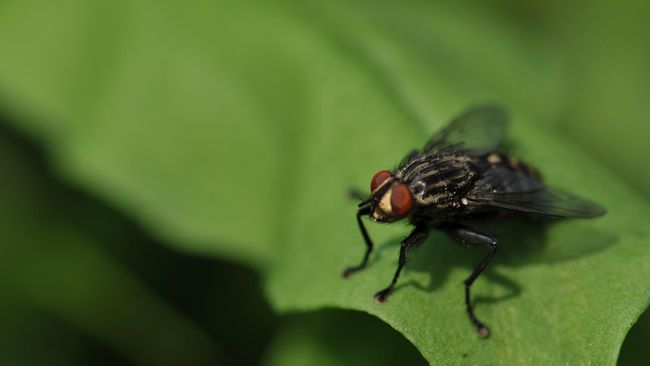 Praktekin Deh, 5 Cara Ampuh Mengusir Lalat dari Rumah