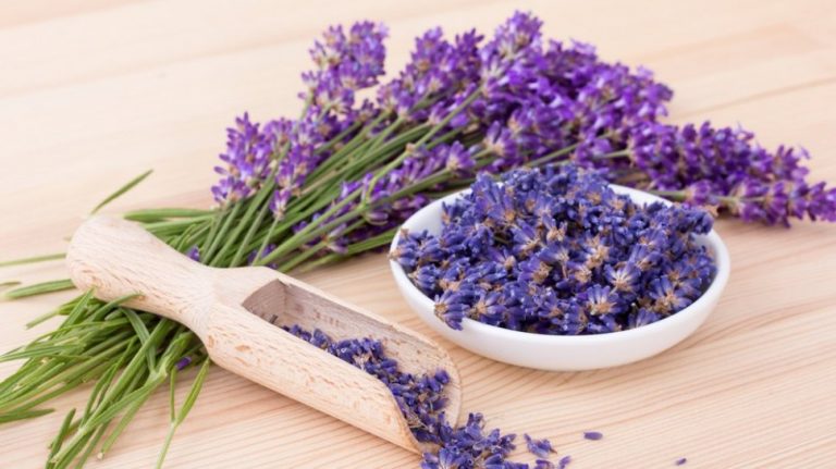 Selain Ampuh Usir Nyamuk, Berikut Manfaat Lain Lavender