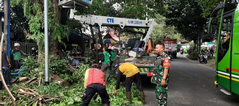 Cegah Pohon Tumbang, Babinsa Batu Tulis Pantau Pemangkasan