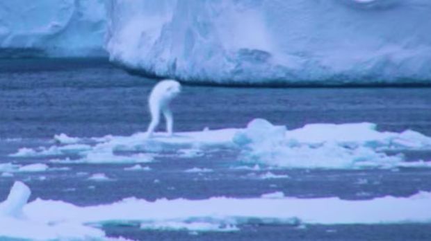 Makhluk Misterius Muncul di Antartika, Nih Penampakannya