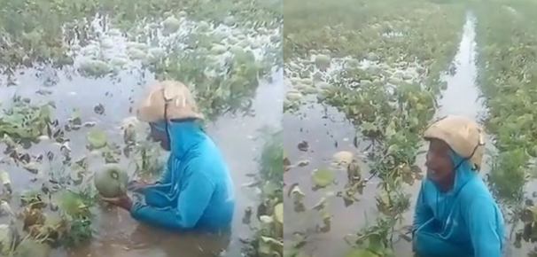Nyesek, Petani Menangis Pegang Melon yang Terendam Banjir di Sawah