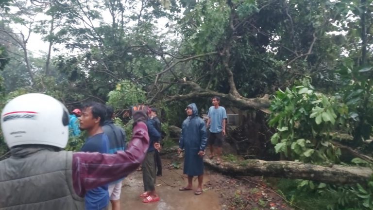 Pohon Tumbang dan Tiang Listrik Ambruk di Parung Tutupi Jalan